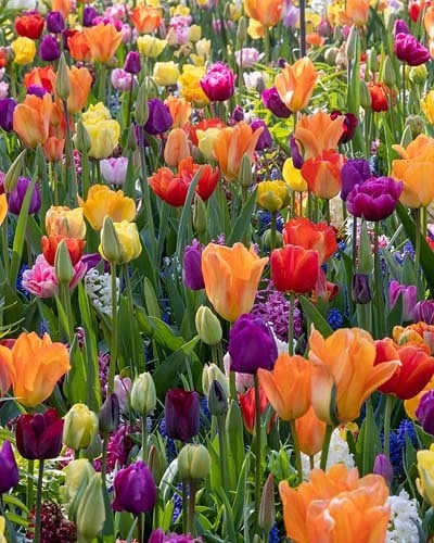 Zmes Festival of Colours , 100 ks